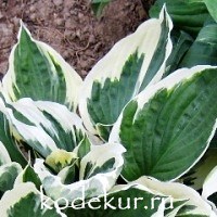 Hosta fortunei Patriot