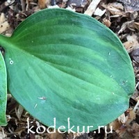 Hosta  Pinani Splash