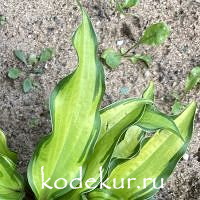 Hosta  Pineapple Salsa