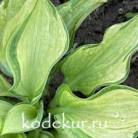 Hosta  Pistache