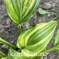 Hosta  Play it Again, Sam 