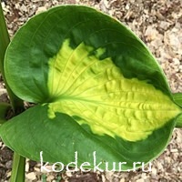 Hosta Pocketful of  Sunshine 