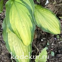 Hosta  Prairie's Edge
