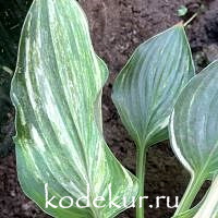 Hosta  Praise Him