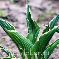 Hosta Praying Hands