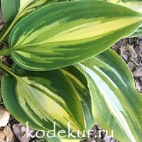 Hosta  Prime Meridian