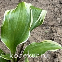 Hosta  Proud Treasure