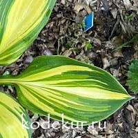 Hosta  Rainbow’s End