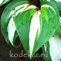 Hosta Raspberry Sundae