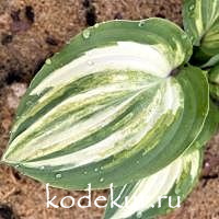 Hosta  Red Cloud