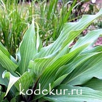 Hosta Red October