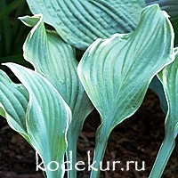 Hosta Regal Splendour