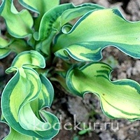 Hosta Ripple Effect