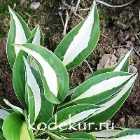 Hosta Risky Business