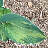 Hosta  Robin Hood