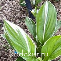 Hosta   Royal Charmer