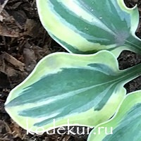 Hosta Royal Mouse Ears 