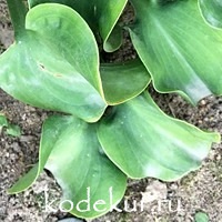 Hosta  Ruffled Mouse Ears