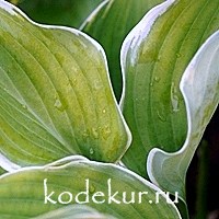 Hosta Sagae