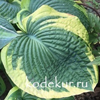 Hosta Samurai