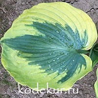 Hosta  Saras Sensation