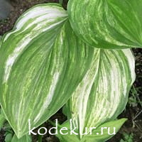 Hosta   Sea Sunrise
