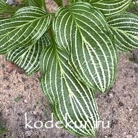 Hosta Second Coming 