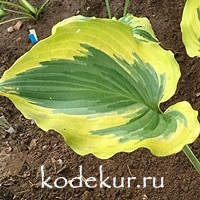 Hosta  Seducer