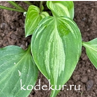 Hosta  Seiryu Kiyosumi