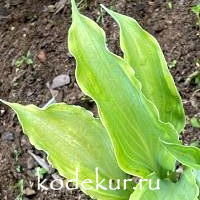 Hosta Sharon Stone 