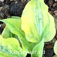 Hosta  Silver Threads And Golden Needles