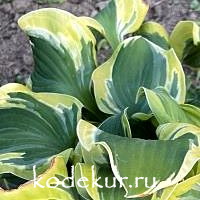 Hosta  Smiling Mouse