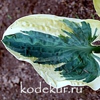 Hosta Snow Cap