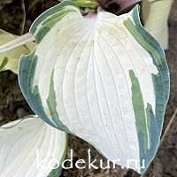 Hosta  Snowberry Muffin