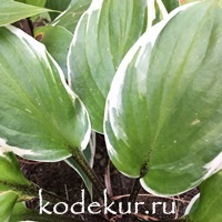 Hosta  Sorbet