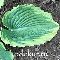 Hosta  Spartacus