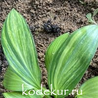 Hosta  Splashed Leather