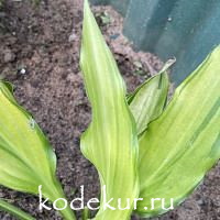 Hosta  Spritzer