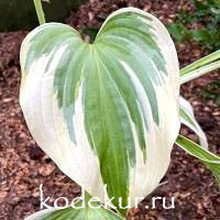 Hosta  Stag's Leap