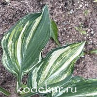 Hosta  Status Quo