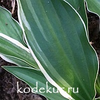 Hosta  Stiletto