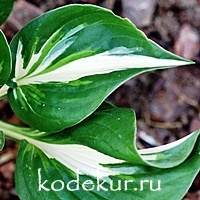 Hosta Sting