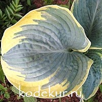 Hosta Sugar Daddy