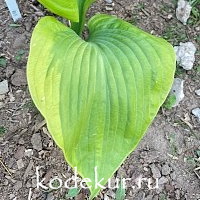 Hosta Sum of All