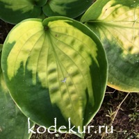 Hosta  Sunset Grooves