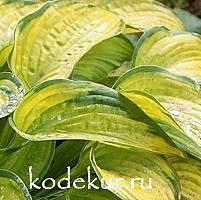 Hosta Super Nova