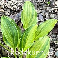 Hosta  Swirls