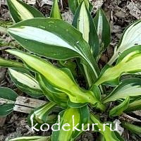 Hosta  Teeny Weeny Bikini