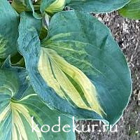 Hosta  Temptation