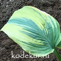 Hosta The King 